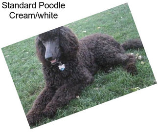 Standard Poodle Cream/white