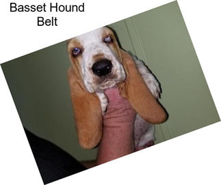 Basset Hound Belt