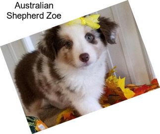 Australian Shepherd Zoe