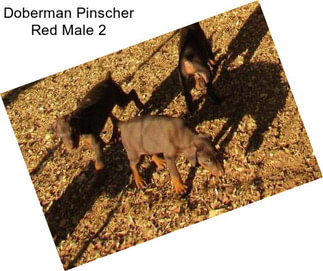 Doberman Pinscher Red Male 2