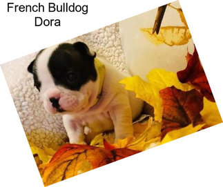 French Bulldog Dora