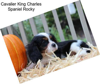 Cavalier King Charles Spaniel Rocky