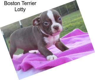 Boston Terrier Lotty