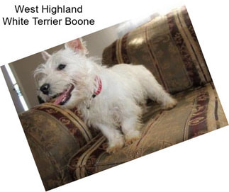 West Highland White Terrier Boone