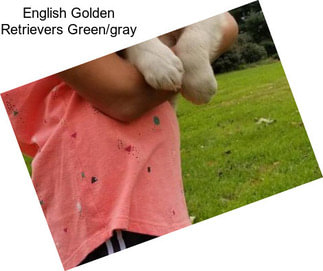 English Golden Retrievers Green/gray