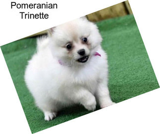 Pomeranian Trinette