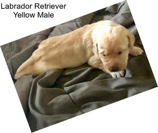 Labrador Retriever Yellow Male