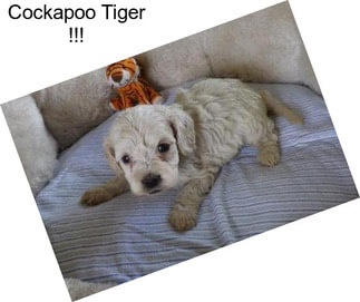 Cockapoo Tiger !!!