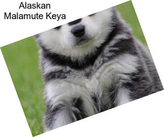 Alaskan Malamute Keya