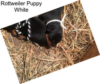 Rottweiler Puppy White