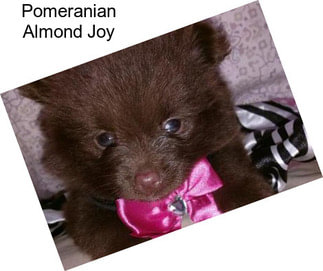 Pomeranian Almond Joy