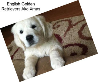 English Golden Retrievers Akc Xmas