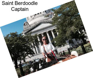 Saint Berdoodle Captain