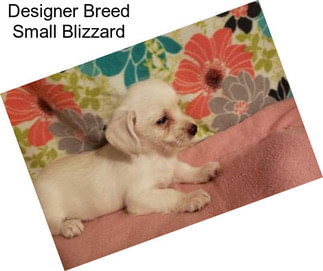 Designer Breed Small Blizzard