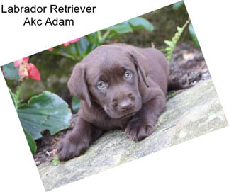 Labrador Retriever Akc Adam