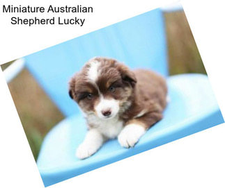 Miniature Australian Shepherd Lucky