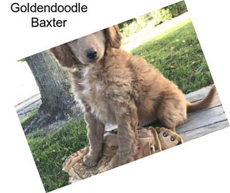 Goldendoodle Baxter