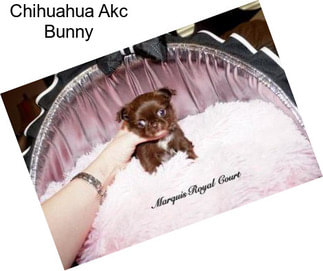 Chihuahua Akc Bunny