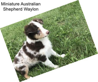 Miniature Australian Shepherd Waylon