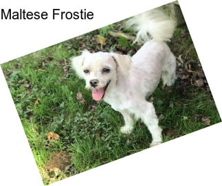 Maltese Frostie