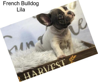 French Bulldog Lila