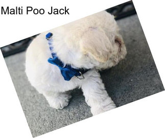 Malti Poo Jack