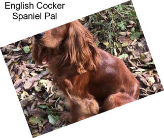English Cocker Spaniel Pal