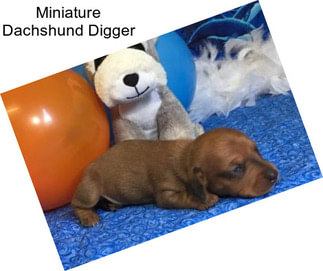 Miniature Dachshund Digger