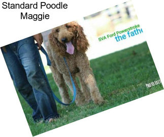 Standard Poodle Maggie