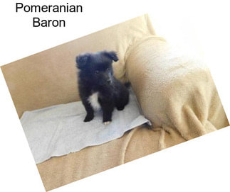 Pomeranian Baron