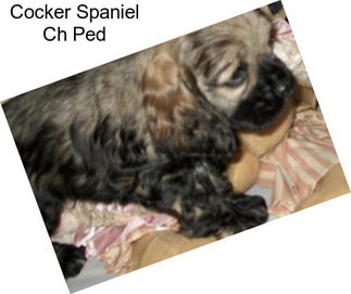 Cocker Spaniel Ch Ped