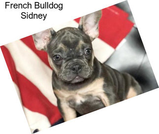 French Bulldog Sidney