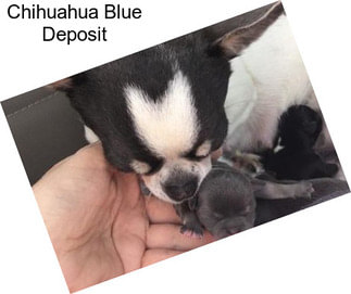 Chihuahua Blue Deposit