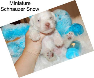 Miniature Schnauzer Snow