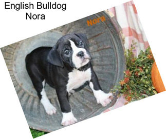 English Bulldog Nora