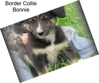 Border Collie Bonnie