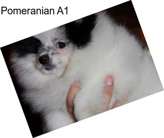 Pomeranian A1