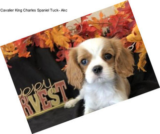 Cavalier King Charles Spaniel Tuck- Akc