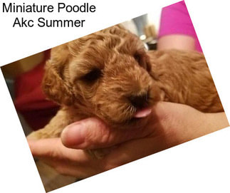 Miniature Poodle Akc Summer