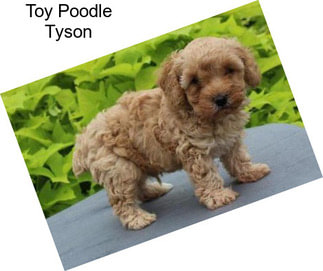 Toy Poodle Tyson