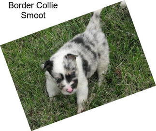 Border Collie Smoot