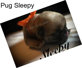 Pug Sleepy