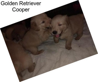 Golden Retriever Cooper