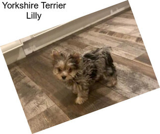 Yorkshire Terrier Lilly