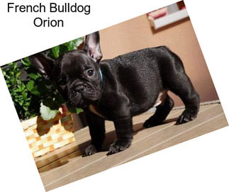 French Bulldog Orion