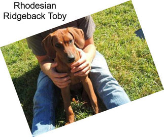 Rhodesian Ridgeback Toby