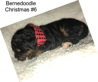 Bernedoodle Christmas #6