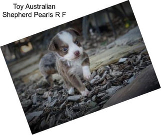 Toy Australian Shepherd Pearls R F