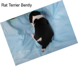 Rat Terrier Bently