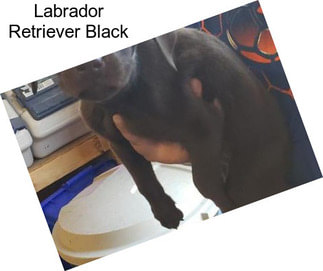 Labrador Retriever Black